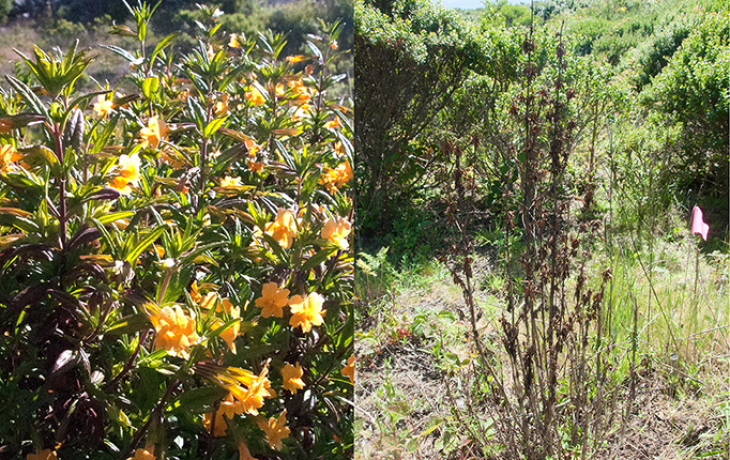 Comparison of diseased and healthy plants